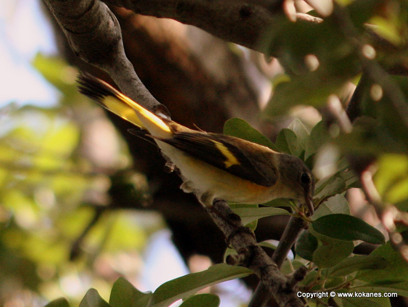 American Redstart